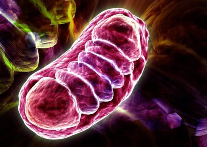 mitocondri centre salut i rendiment ariadna